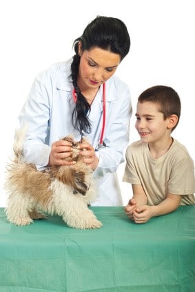 Der Shih Tzu wird gründlich beim Tierarzt untersucht.