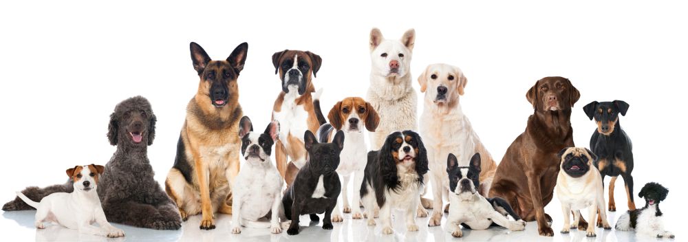 Lebenserwartung Shih Tzu im Vergleich zu anderen Hunden