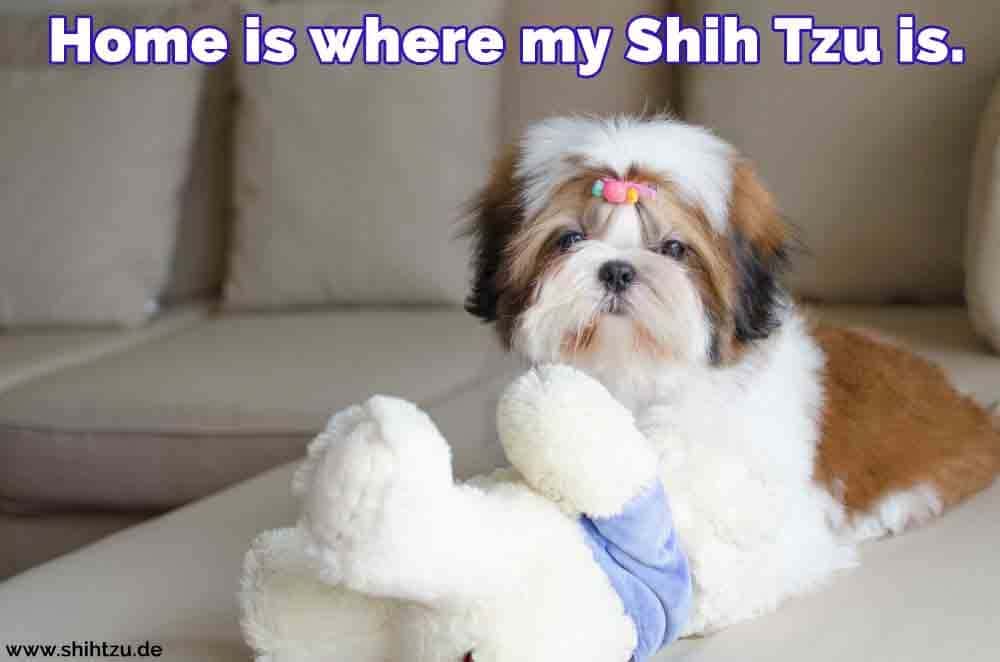 Ein Shih Tzu und ihr Spielzeug auf dem Sofa