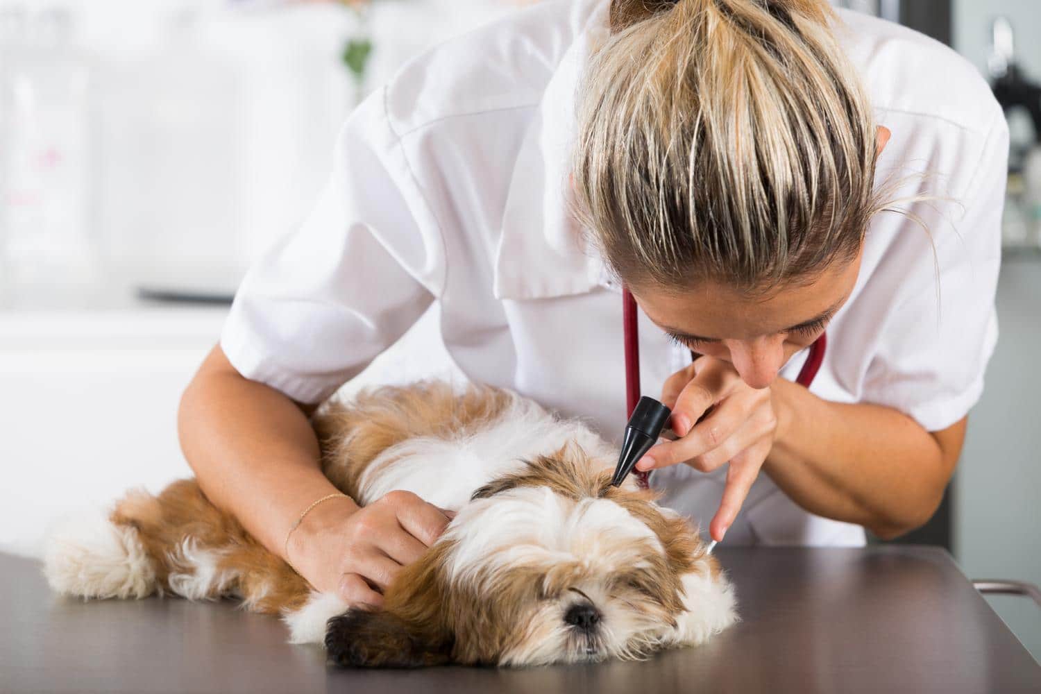 Shih Tzu Ohrenuntersuchung beim Tierarzt