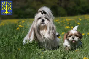 Mehr über den Artikel erfahren Shih Tzu Züchter und Welpen in Hagen