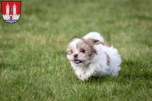 Mehr über den Artikel erfahren Shih Tzu Züchter und Welpen in Kelheim