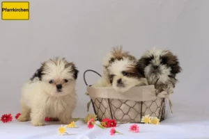 Mehr über den Artikel erfahren Shih Tzu Züchter und Welpen in Pfarrkirchen