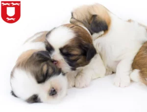 Mehr über den Artikel erfahren Shih Tzu Züchter und Welpen in Wesel